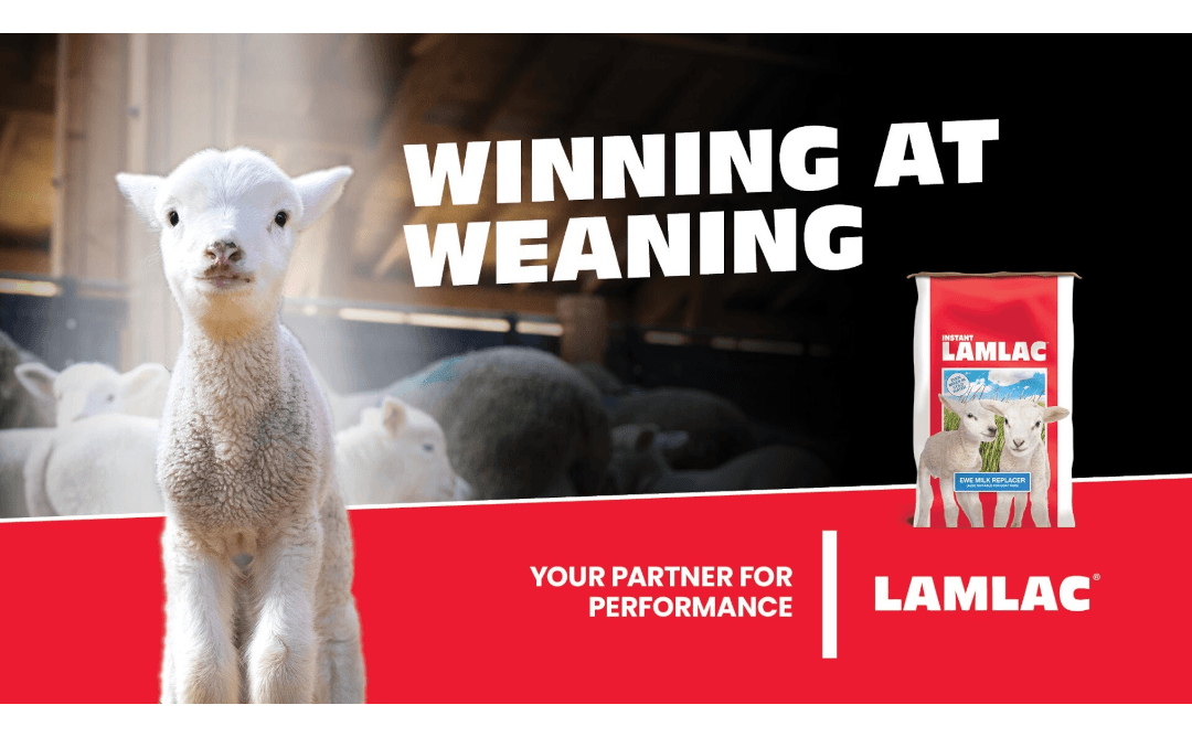 Winning at weaning. Lamlac, your partner for performance