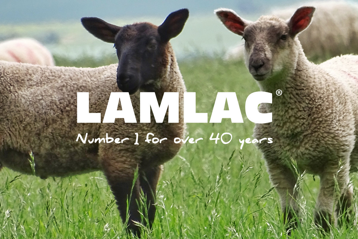 Lambing Advice for Farmers - Lamlac - Volac