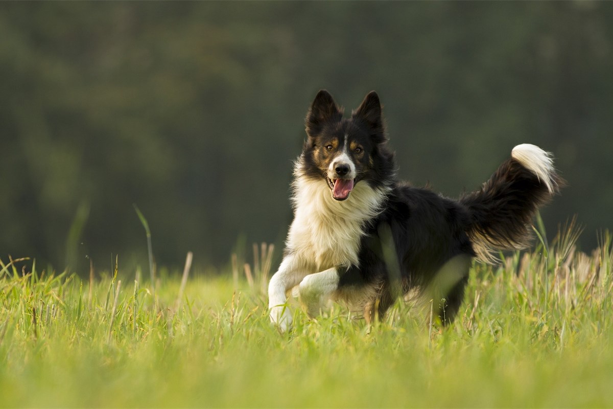 do border collies make good service dogs