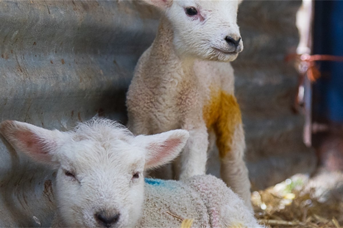 Rearing surplus lambs Milk feeding systems