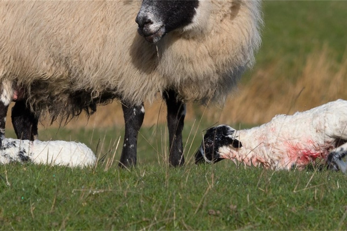 Getting prepared: Are you ready for lambing to start?