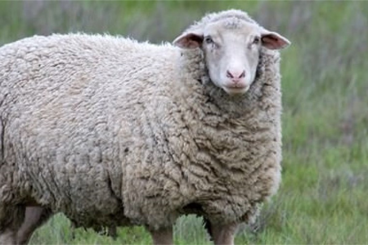 Countdown to lambing: Management of the ewe Countdown to lambing: Management of the ewe