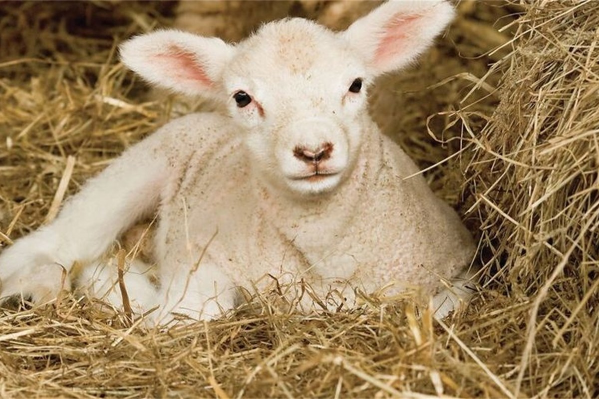 Bedding options for the lambing sheds