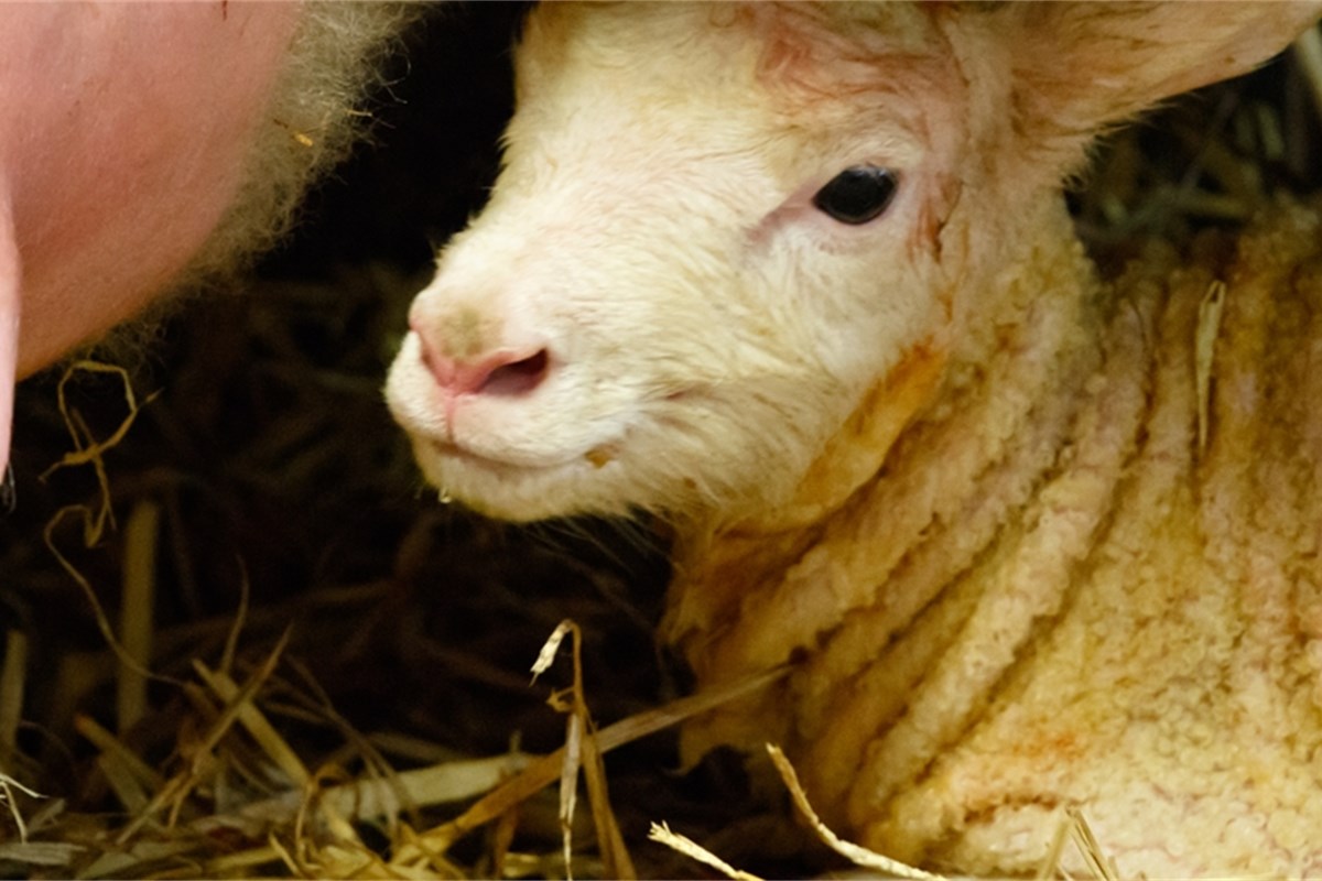 Feeding colostrum to newborn lambs