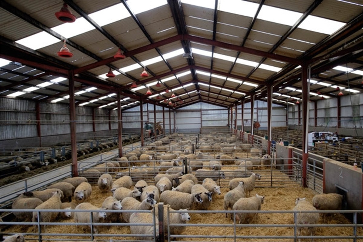 Maximise lamb performance with the Volac Eco Feeder