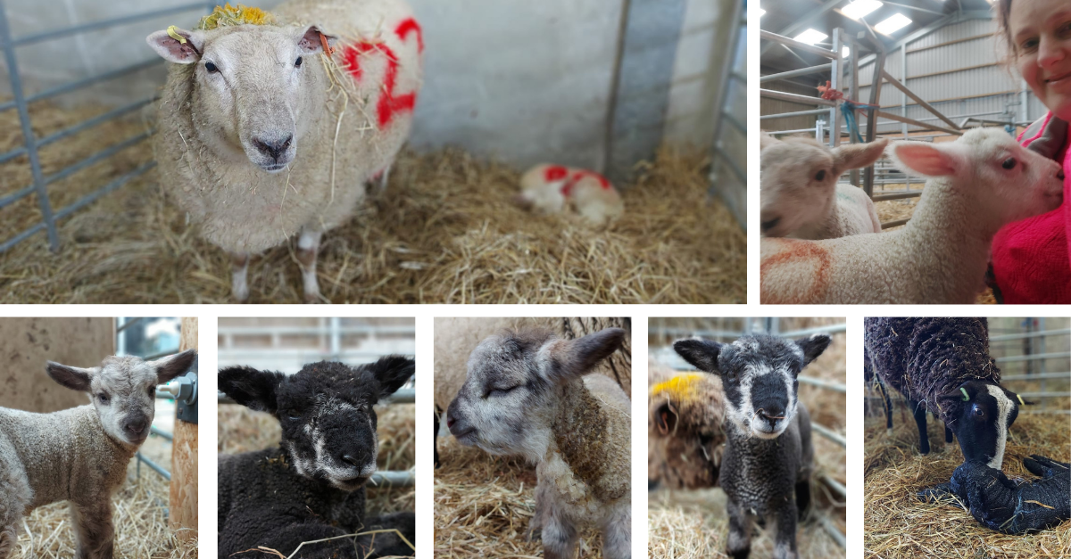 A picture containing sheep, mammal, different, standingDescription automatically generated