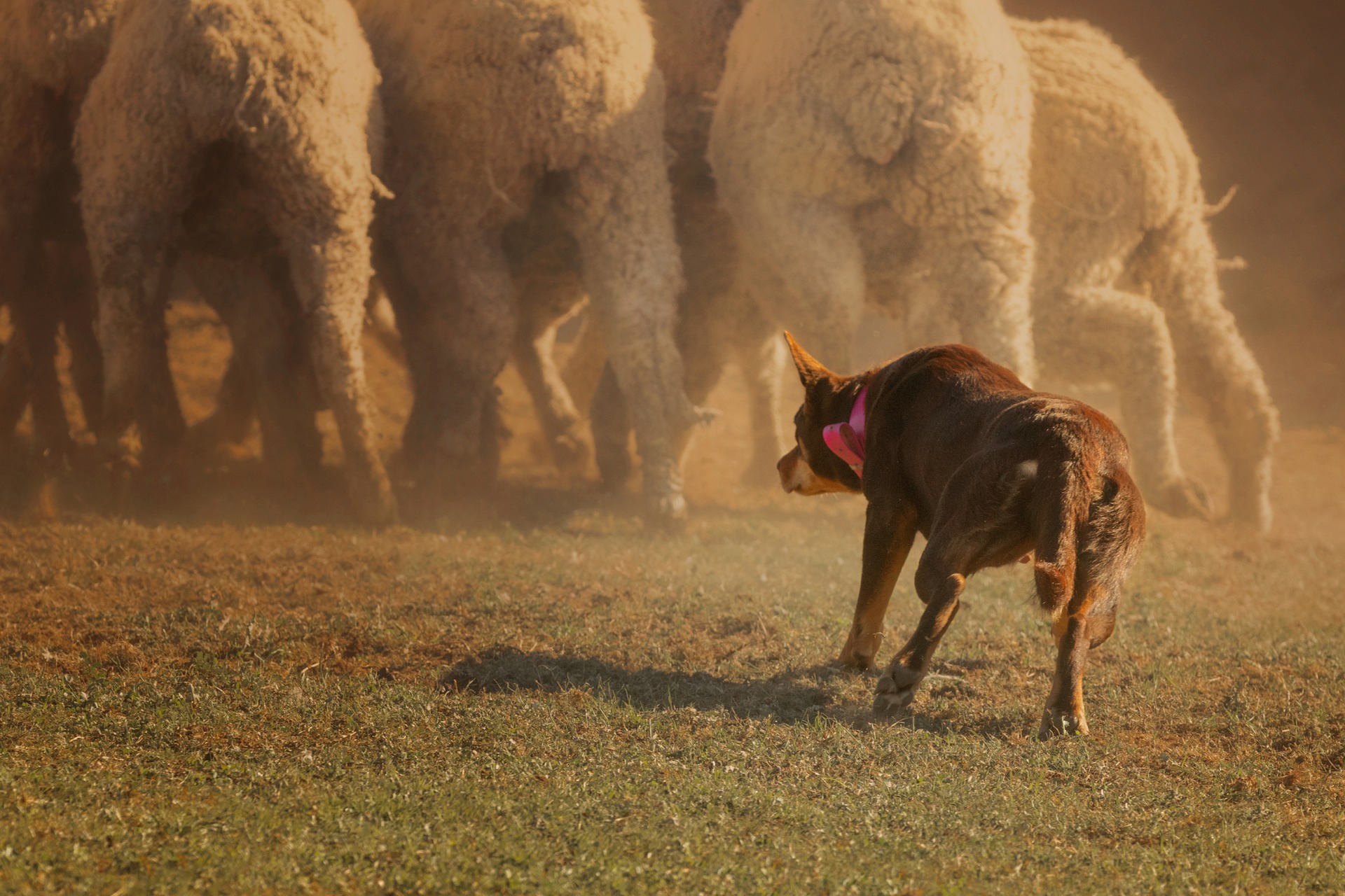 Пас животных. Австралийский келпи. Австралийская овчарка пастух келпи. Австралийская пастушья собака келпи. Австралийский келпи пасет овец.