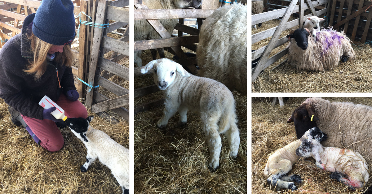 A picture containing sheep, hay, person, mammalDescription automatically generated