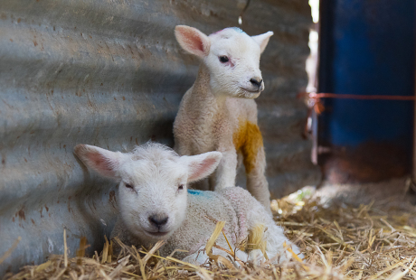 An image of two lambs