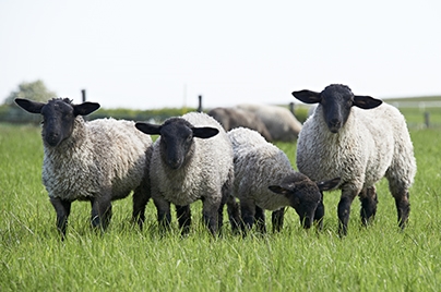 Sheep farmers: how do you measure ewe body condition score?
