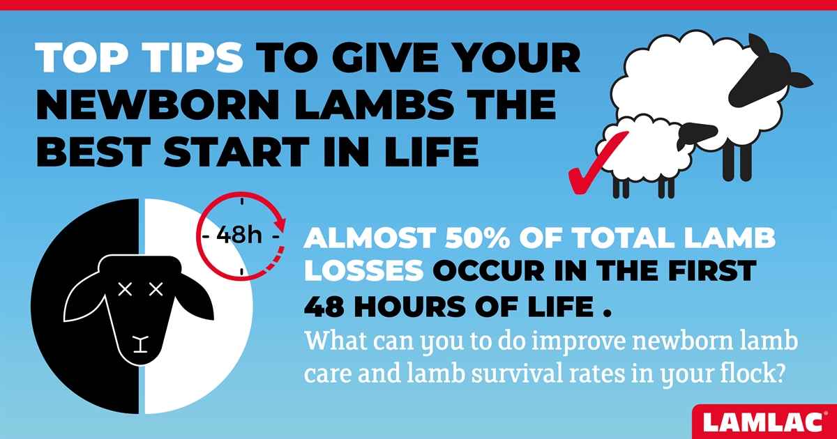 7 Top Tips to give your lambs the best start in life
