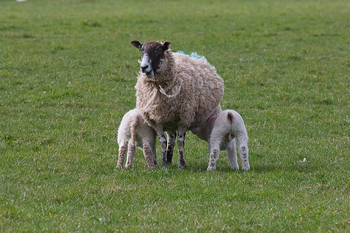 7 steps to get the best from your flock