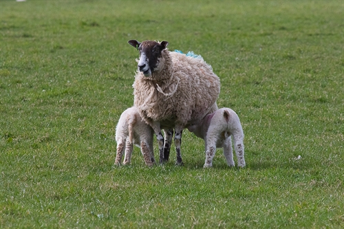 7 steps to get the best from your flock