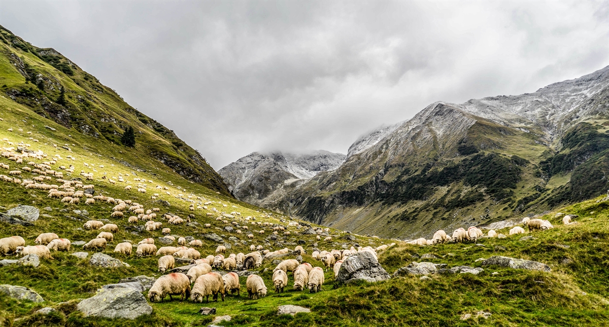 Lambing all over the world