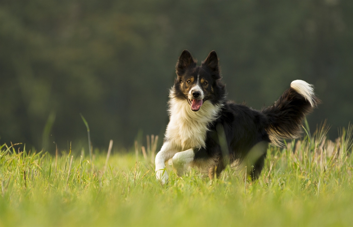 Canine Co-Workers: Herding dogs from around the world