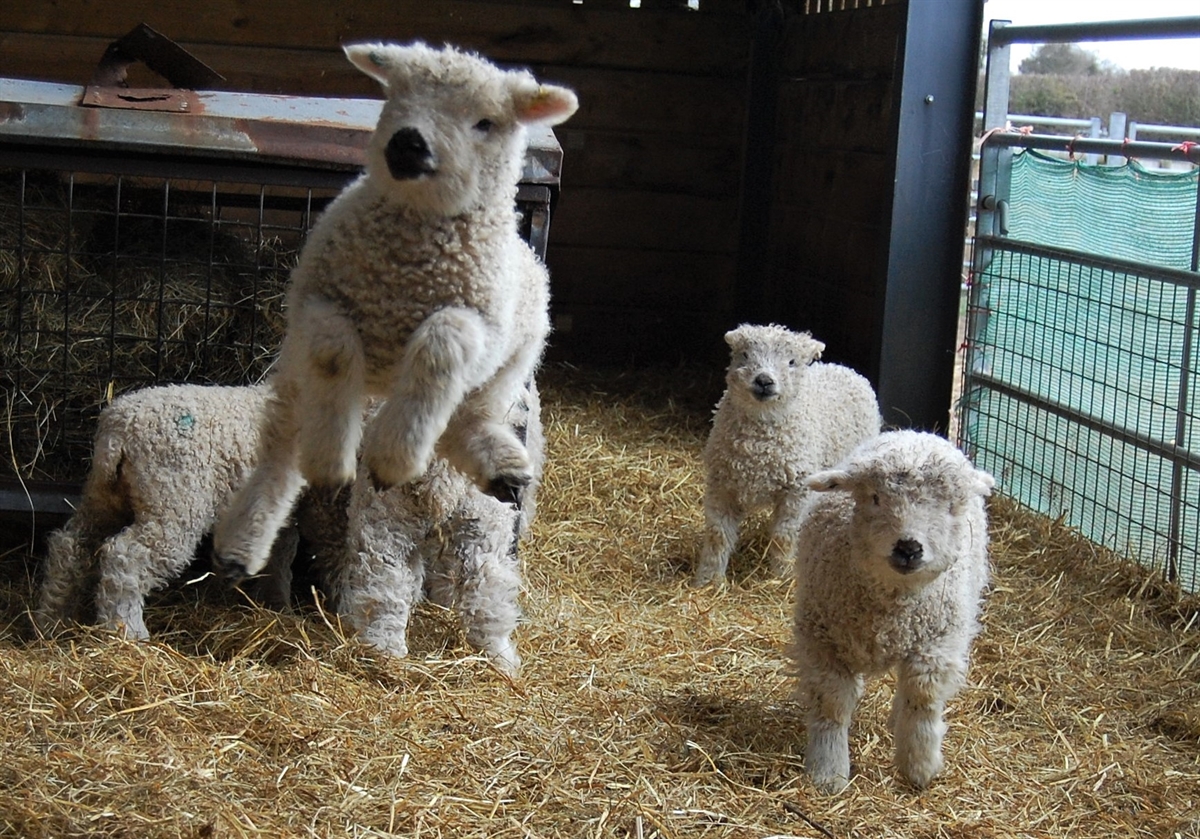 Lambing 21: The roundup