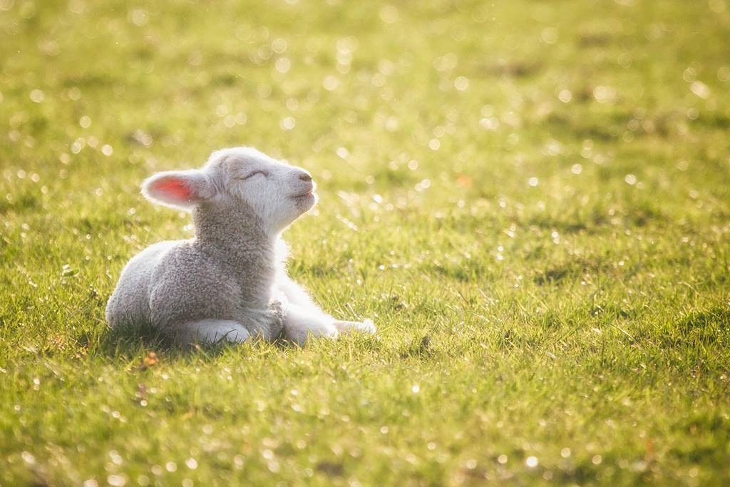 Eight farming positives to brighten your day