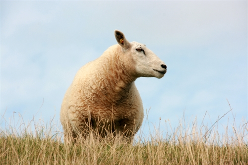 Body Condition Scores: Key to top condition at tupping