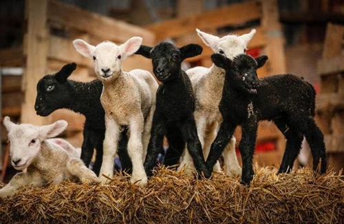 Managing newborn lambs