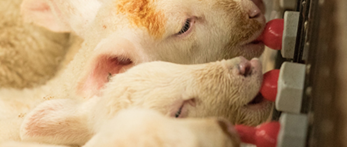 Lamb Bottle Feeding Chart