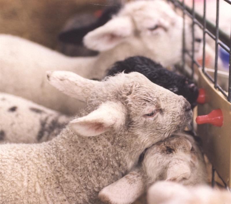 Lambing 22: The roundup