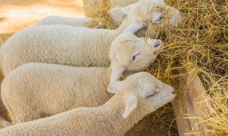 Introducing Water, Creep Feed and Roughage