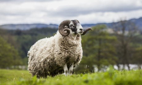 Getting ready for tupping