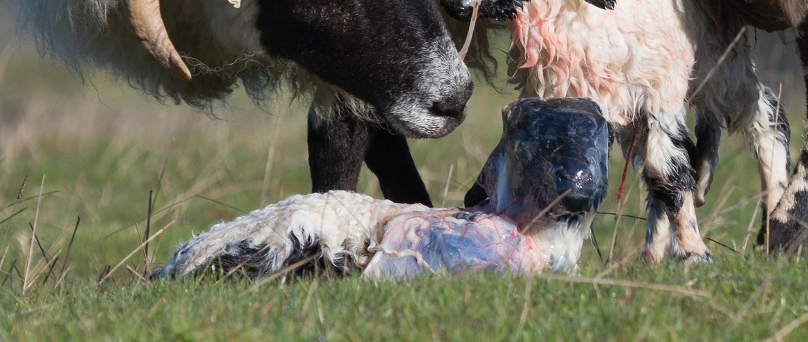 Preparing for lambing