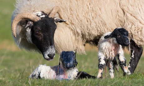 Preparing for lambing