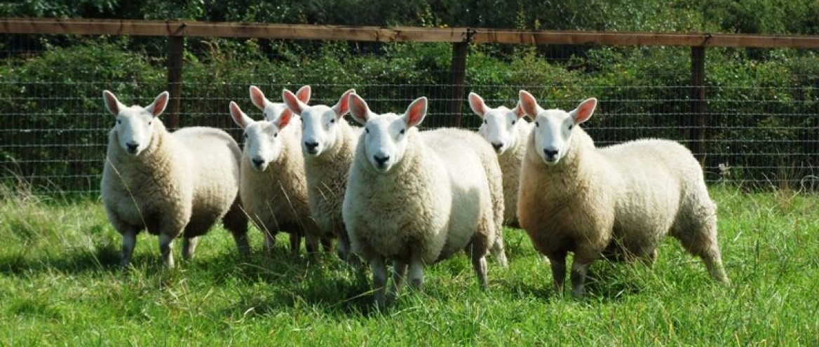 Investing in new rams