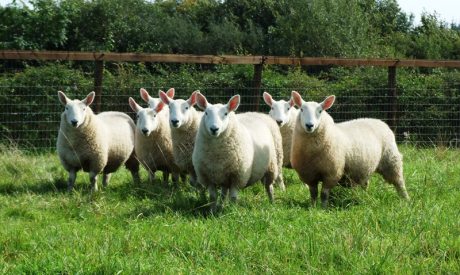 Investing in new rams