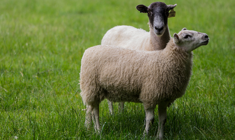 Time to prime rams and ewes