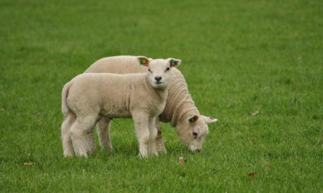 Weaning lambs