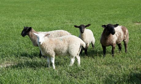 Reducing stress at weaning time