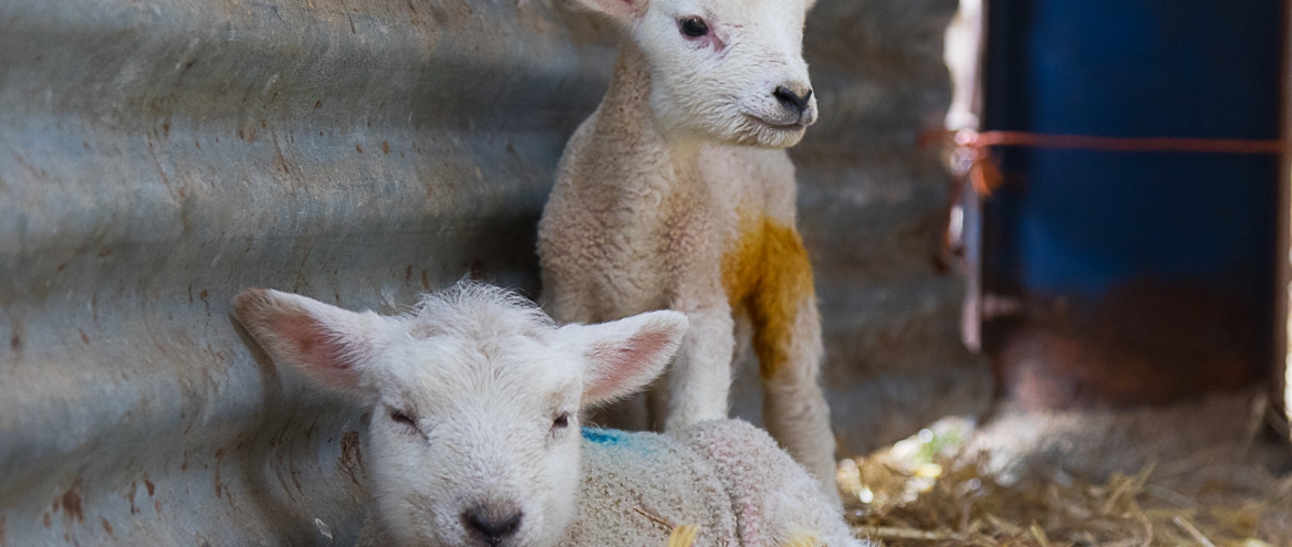 Rearing surplus lambs: Milk feeding systems