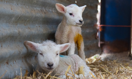 Rearing surplus lambs: Milk feeding systems