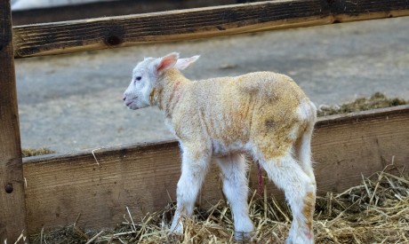 Top tips for managing surplus lambs