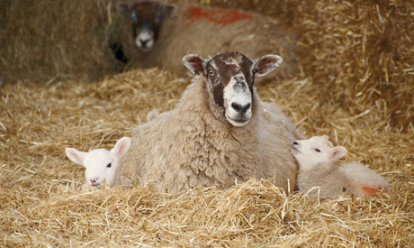 Housing ewes and lambs
