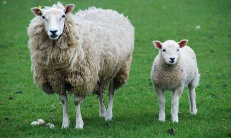 Are your ewes getting enough energy?