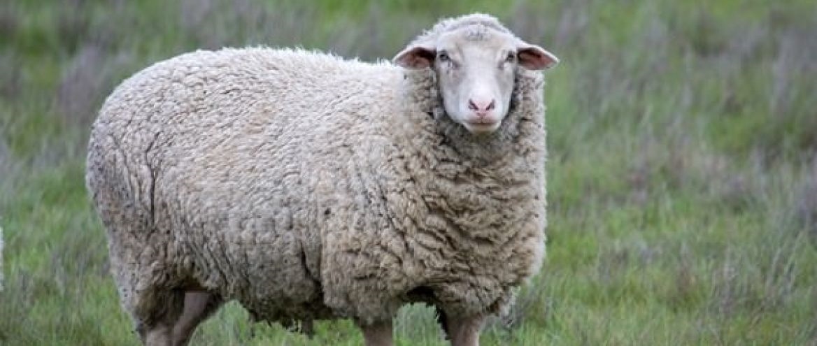 Countdown to lambing: Management of the ewe