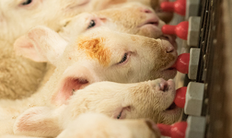 Rearing surplus lambs effectively
