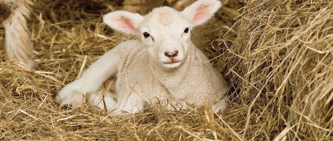 Bedding options for the lambing sheds