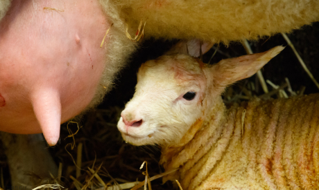 Feeding colostrum to newborn lambs