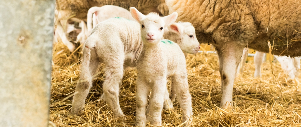 Managing surplus lambs