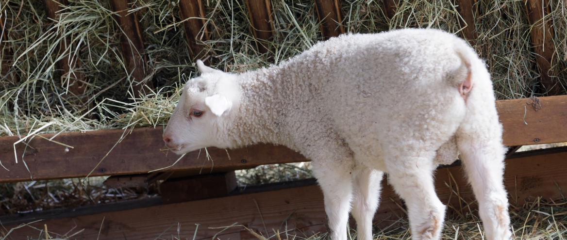 Feeding roughage to young lambs