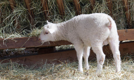 Feeding roughage to young lambs