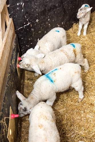 Savings made on labour by switching to automatic feeder