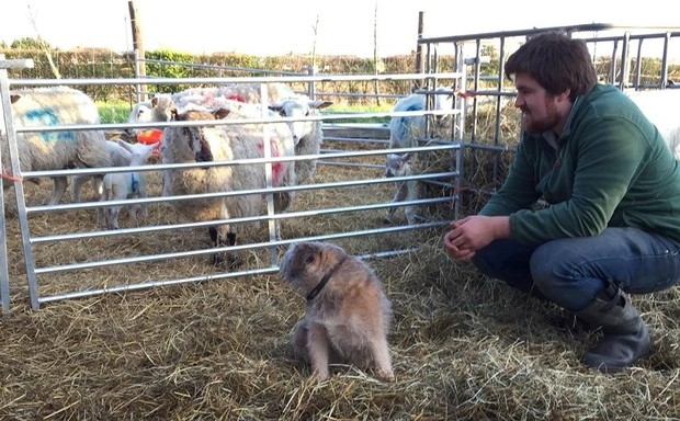 Producing lambs for direct selling