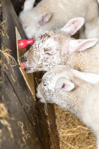 Survey pinpoints surplus lamb health improvements