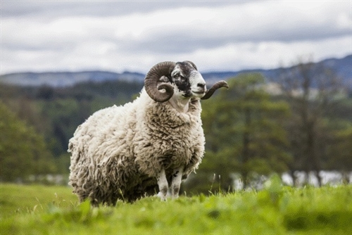 Time to prime ewes and rams